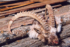 The local hunter who killed this ibex does not have a hunting license, and his gun is not legally registered. Such hunting is illegal, but locals feel that their subsistence hunting should be allowed. To this end, they are working to change hunting regulations so that local community members will have priority hunting rights and greater control over wildlife resources. (Möngün-Taiga District, Republic of Tyva, 2008. Photo: B. Donahoe)