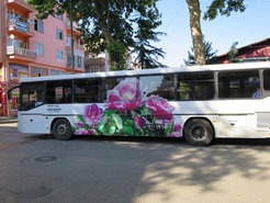 City bus with rose on it.